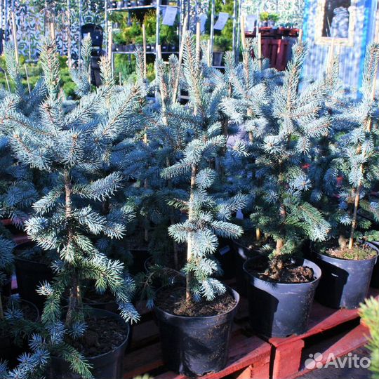 Ель голубая Хупси 