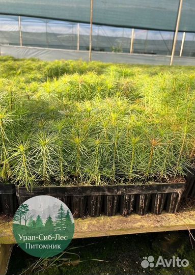 Сеянцы зкс Сосна Ель Лиственница окс Голуб Горн