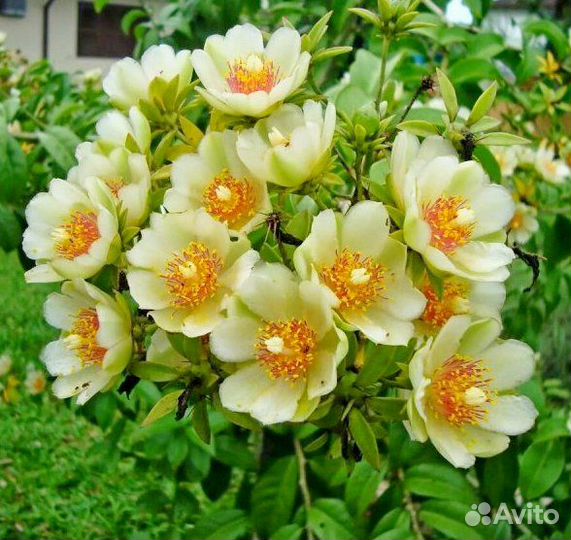 Комнатные разные