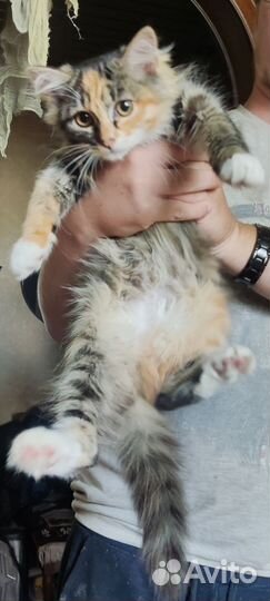 Котенок-девочка трёхцветный