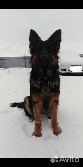 Немецкая овчарка