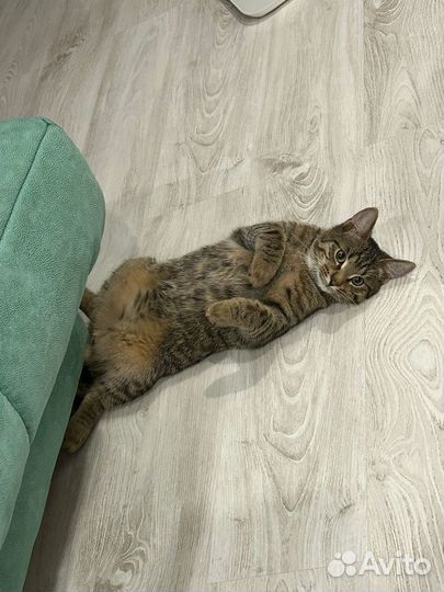 Кот в добрые руки