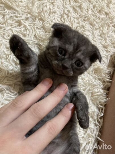 Британская