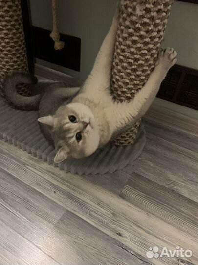 Шотландская шиншилла для вязки