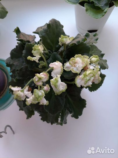 Фиалка белая обмен