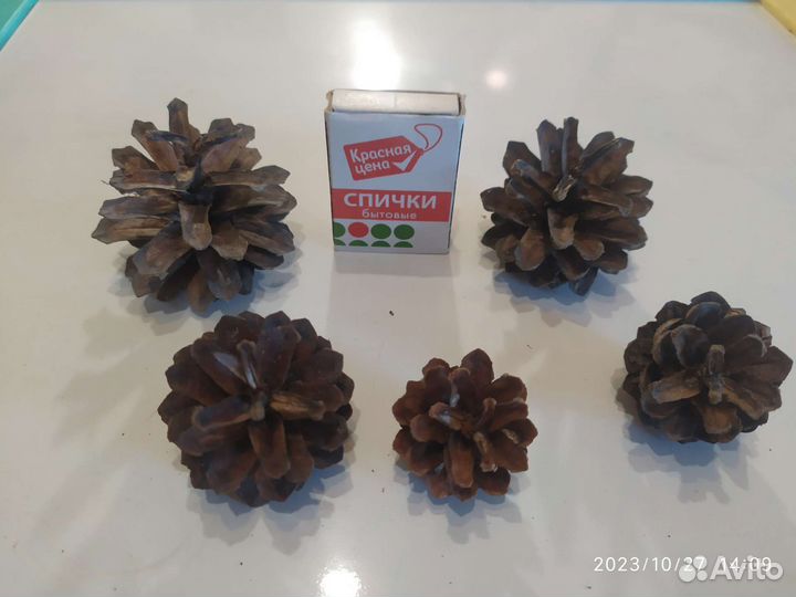 Шишки сосновые декор поделки
