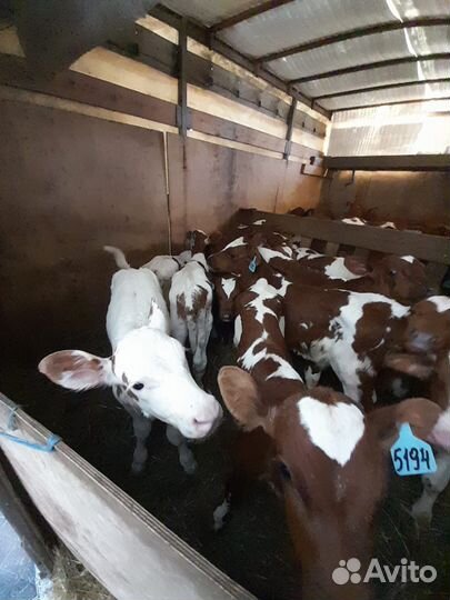 Телята бычки мясного направления