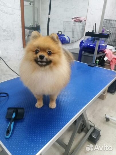 Померанский шпиц вязка кобель