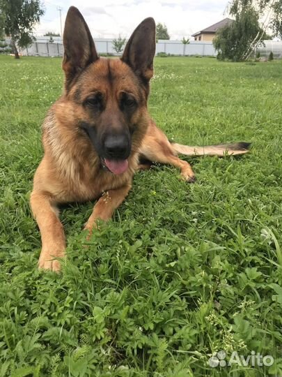 Немецкая овчарка вязка