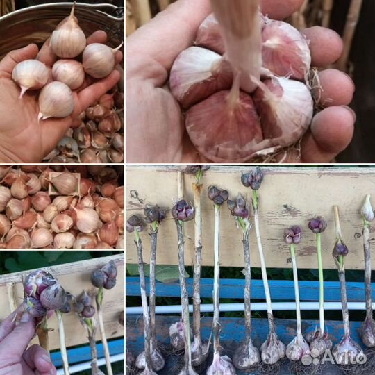 Многоярусный чеснок