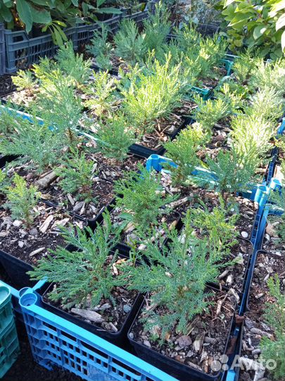 Секвойя, Секвойядендрон, Метасеквойя