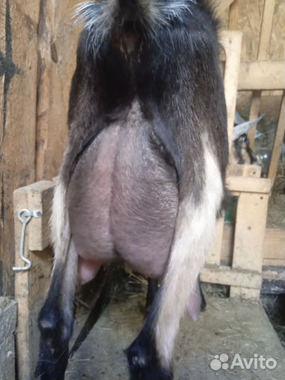 Молодая дойная коза