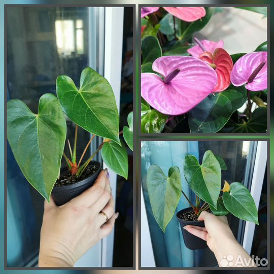 Антуриум зизу лили ваниль ковали бэби пурпл