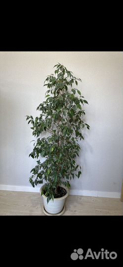 Фикус бенджамина