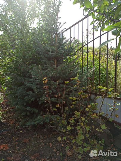 Голубая ель