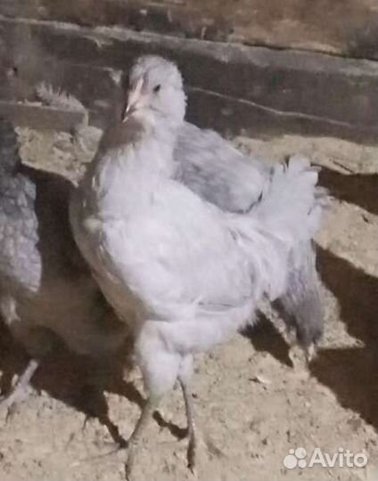 Ливенские ситцевые петухи