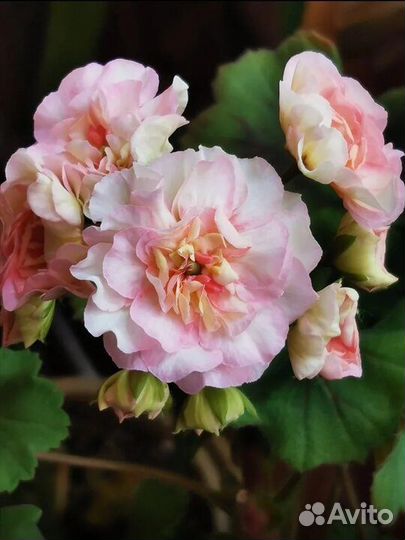 Пеларгония та-Марсель