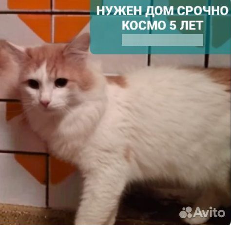 Бездомный котик Космо