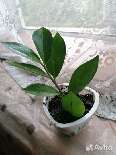 Продам комнатные цветы