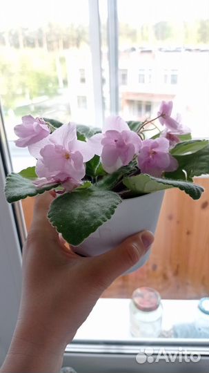 Фиалки листочки
