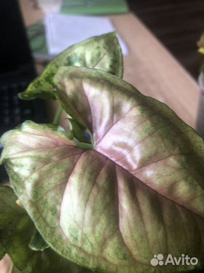 Сингониум тиффани