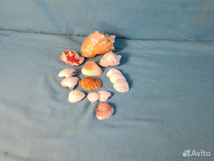 Морские ракушки раковины для детских поделок