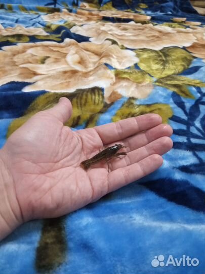 Мраморный рак