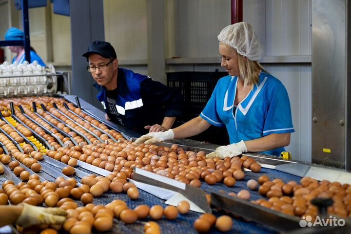 Вахта Упаковщик яичек еда+жилье 30/45 Москва