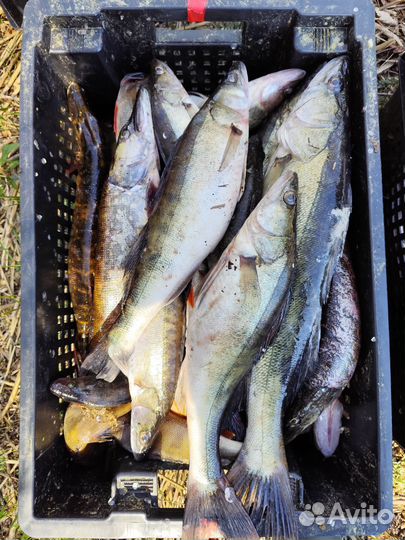 Свежая рыба