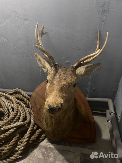 Чучело головы оленя и чучело утки