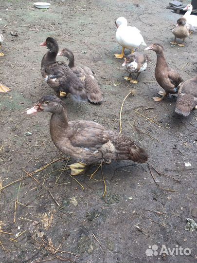 Мускусные утки