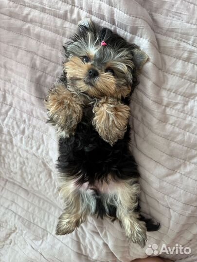 Йоркширский терьер мини беби фейс щенки