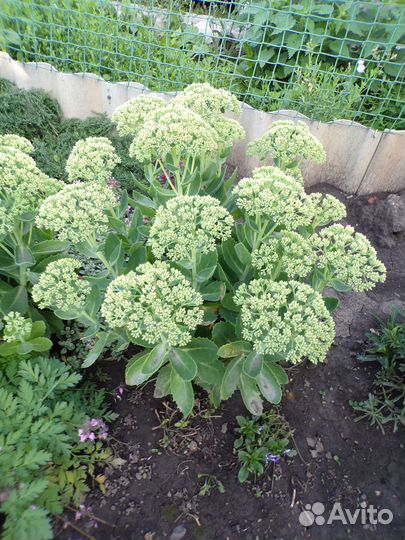 Очиток Видный