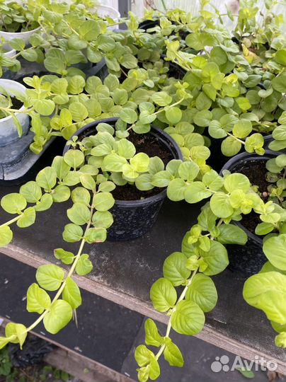 Лизимахия ампельная