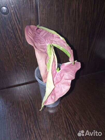 Сингониум Neon Pink