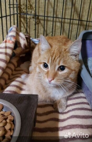 Котик подросток