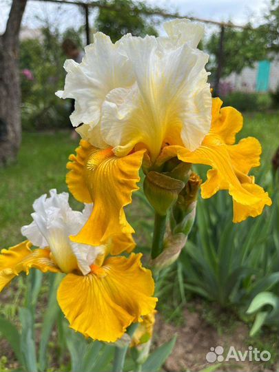 Ирисы бородатые