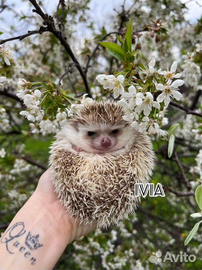 Африканский ежик