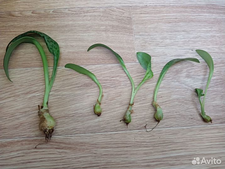 Дримиопсис Кирка