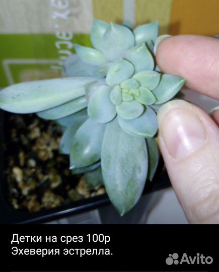 Суккуленты 2