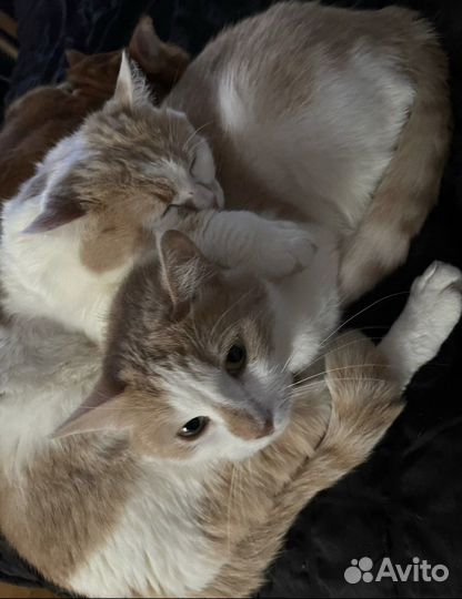 Отдам кота в добрые руки