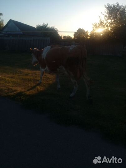 Корова дойная