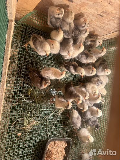 Молодые петухи