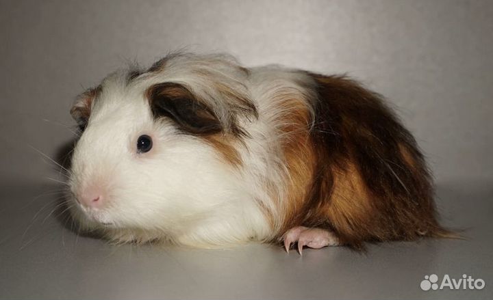 Длинношерстная девочка