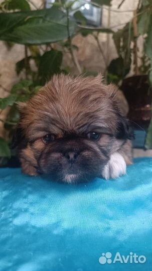 Щенки пекинеса