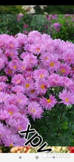 Черенки хризантемы