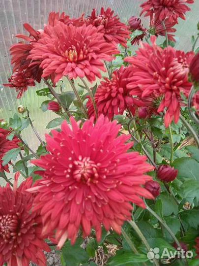 Черенки хризантемы