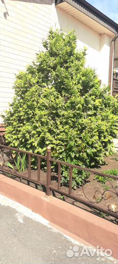 Туя золотистая