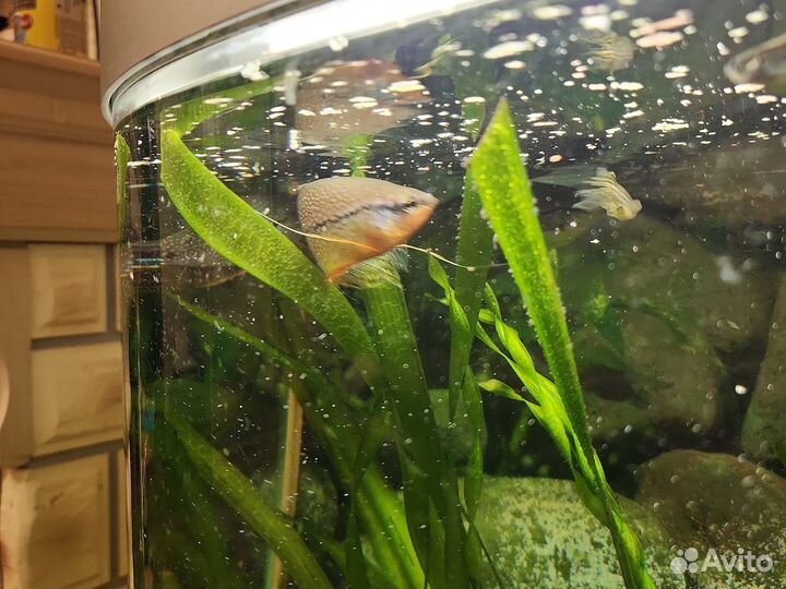 Аквариумные рыбки