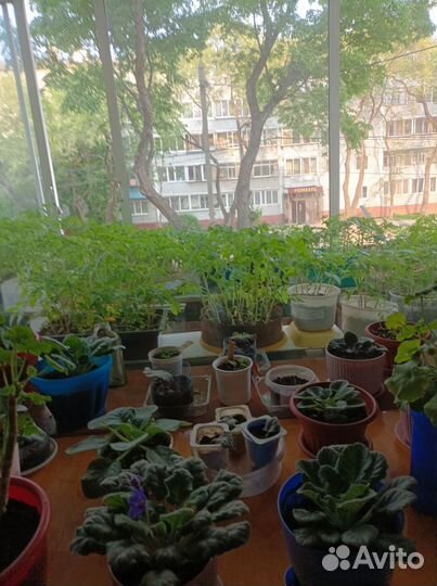 Семенной картофель рассада помидор и перцев